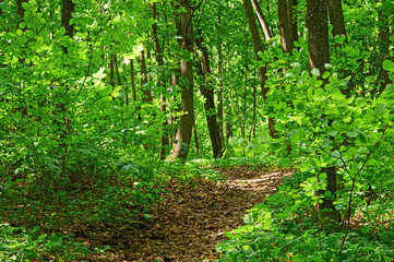 Fototapeta na wymiar Walking paths in the forest for running.