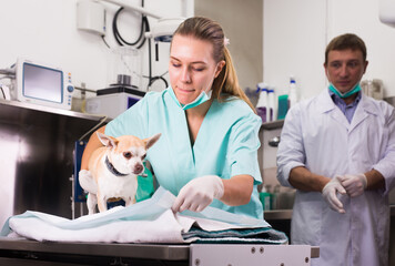 Dog on the operating table in a veterinary clinic. High quality photo
