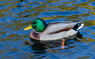 Beautiful wild ducks swimming on the lake,