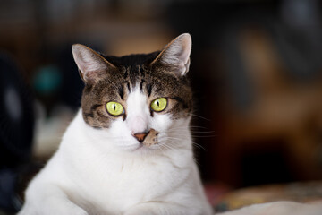 見つめる猫　　　サバトラ猫