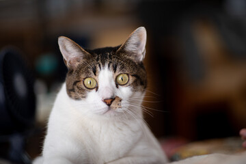 見つめる猫　　　サバトラ猫