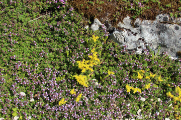 flowers in a garden in touraine (france)