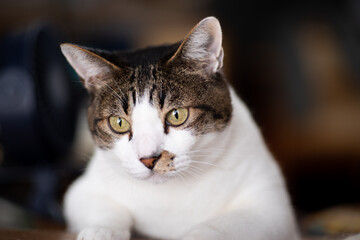 見つめる猫　　　サバトラ猫