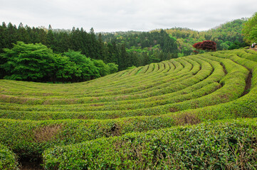 Green tea field in Boseong, Jeollanam-do, Korea