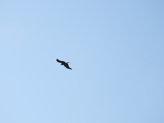 eagle in flight