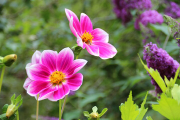 flowers in a garden in touraine (france)