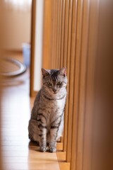 猫と暮らす風景　　サバトラ猫
