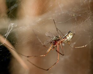 a spider sits in a web with a caught fly, close-up