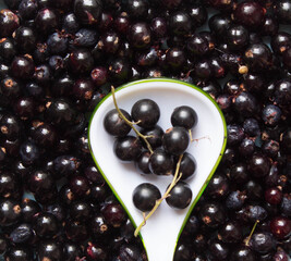 Twigs with black currant berries on a spoon above fresh black currant berries