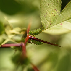 details of the plant-hawthorn thorns close-up, illuminated by the sun