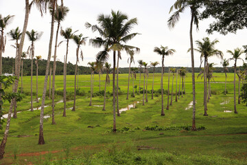 Lots of coconut trees in farming field