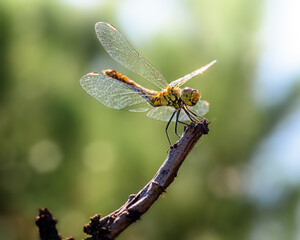 dragonfly sitting on a branch, against the background of green foliage, close-up