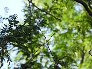 green leaves against the sky