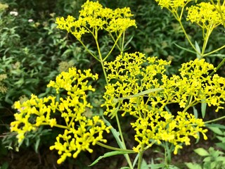 カマキリ　花　緑