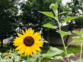 ひまわり　日本　夏