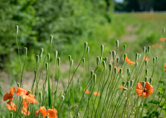 bright red poppies, fragments of poppy petals on a blurred background