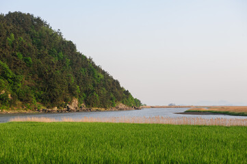 Suncheon Bay Wetland, Jeollanam-do, South Korea