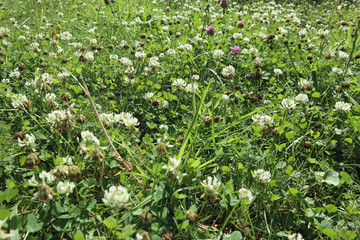 Fototapeta premium Blühender Klee