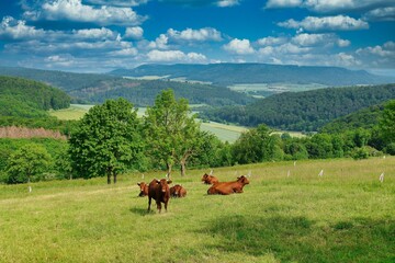 horses in the mountains