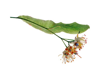 Fresh healthy linden flowers on a white background