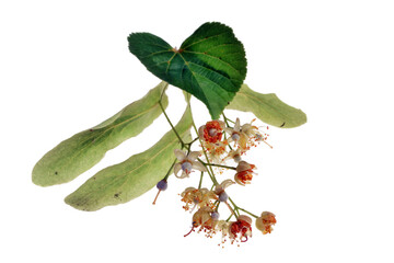 Fresh healthy linden flowers on a white background
