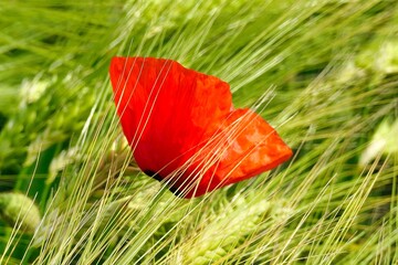 poppy in the field