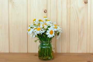 Camomile pharmacy flowers with green leaves isolated bouquet on white background.