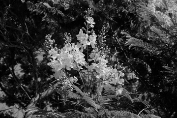 Peltoforum  flowers.  white and black photo
