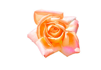 yellow and pink rose flower isolated on white background