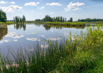 summer landscape by the lake, reeds and grass in the foreground, calm lake water, beautiful reflections in the water, summer