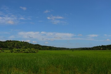 Rice farming field with beautiful blue sky and clouds in the background