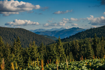 A tree with a mountain in the background