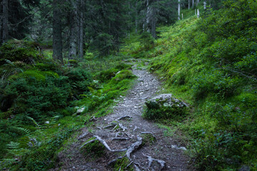 Calm hiking path without people in alpine forest (Filzmoos, Austria)