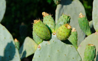 Opuncia prickly pear cactus