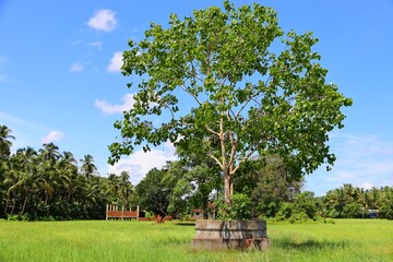 Ficus religiosa or sacred fig is a species of fig native to the Indian subcontinent and Indochina that belongs to Moraceae, the fig or mulberry family. It is also known as the bodhi tree.