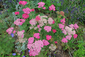 flowers in a garden in touraine (france)