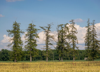 sunny summer landscape with a cereal field in the foreground and tree outlines in the background, white cumulus clouds in the background, summer