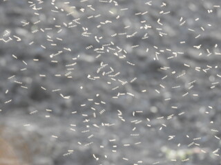 water drops on the window