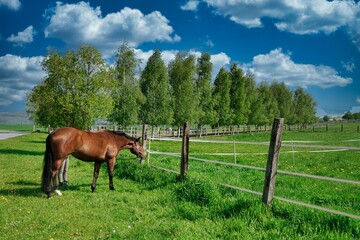 Fototapeta na wymiar horse on a meadow