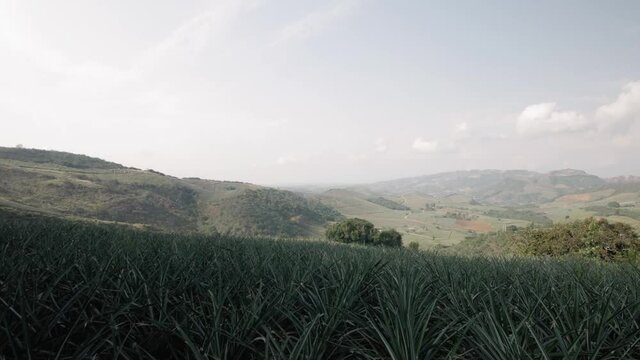 Pineapple Farm with landscape View in Gir&oacute;n Colombia