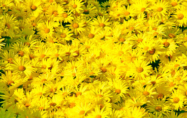 Yellow flowers. Chrysanthemums daisy flowers background yellow pattern. Yellow flowers bouquet bright floral chrysanthemum background. Floral xanthous many daisies wallpaper background garden meadow