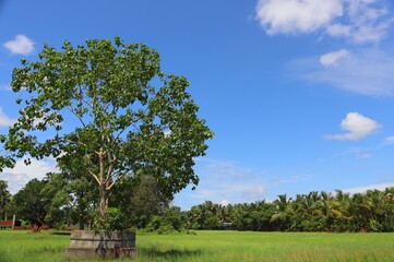 Ficus religiosa or sacred fig is a species of fig native to the Indian subcontinent and Indochina that belongs to Moraceae, the fig or mulberry family. It is also known as the bodhi tree.