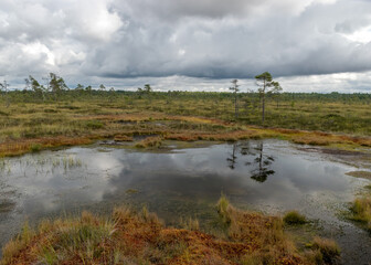 Fototapeta na wymiar summer landscape from the swamp, white cumulus clouds reflect in the dark swamp water. Bright green bog grass and small bog pines on the shore of the lake. Nigula bog, Estonia.