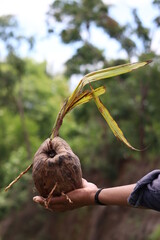 growing coconut isolated on hand 