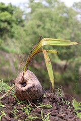 growing coconut isolated on hand 