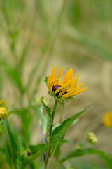 Goldsturm Coneflower