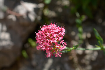Red valerian