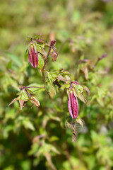Bellflower Campanello Red
