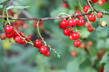 Johannisbeeren