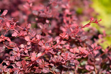 Japanese barberry Harlequin